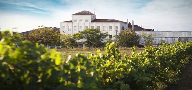 Українське вино KOBLEVO створюють вже 41 рік