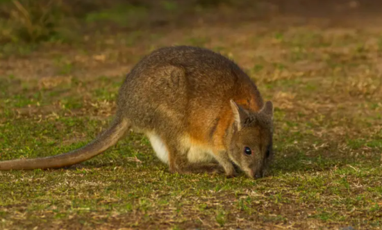 В Карпатских горах соседней Словакии заметили кенгуру: появилось видео