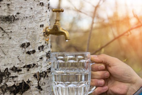 Когда можно собирать березовый сок в Украине в 2024 году: сколько можно брать и как пить