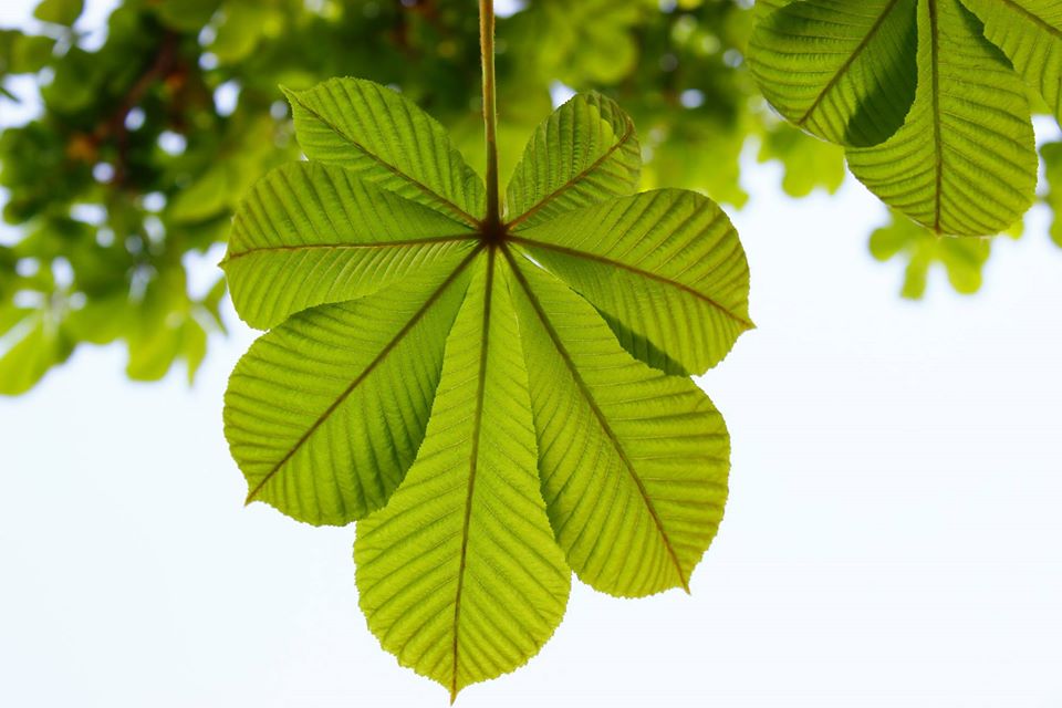 Як кияни святкують сьогодні День міста